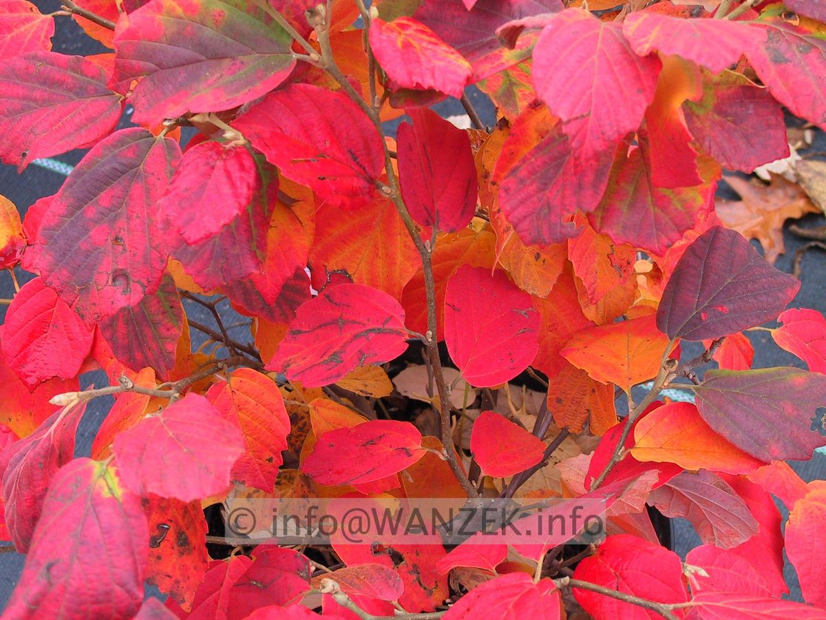 Fothergilla gardenii - Herbst1.JPG